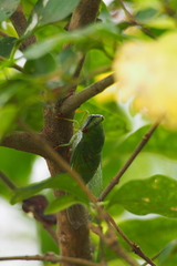 Chremistica ochracea