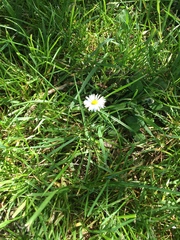 Bellis perennis