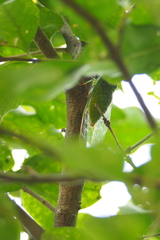 Chremistica ochracea