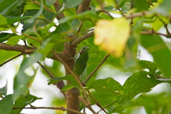 Chremistica ochracea