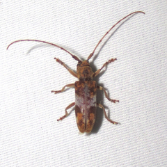 Goes variegatus