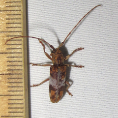 Goes variegatus