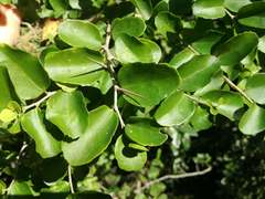Dovyalis rhamnoides