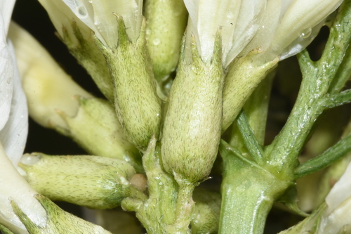 Image of Astragalus pectinatus by (c) Gabriel Campbell-Martinez, some rights reserved (CC BY)