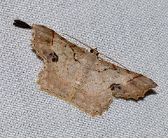 Calletaera subexpressa