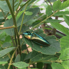 Campsosternus auratus