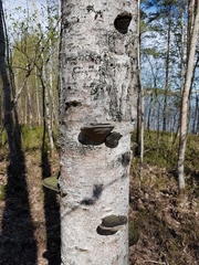 Phellinus cinereus