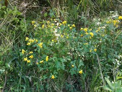 Argyrolobium tomentosum