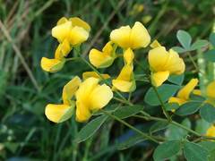 Argyrolobium tomentosum