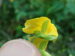 Argyrolobium tomentosum
