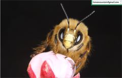 Anthophora melanognatha