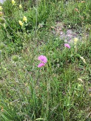 Knautia collina
