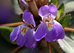 Hygrophila auriculata