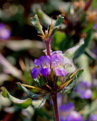 Hygrophila auriculata
