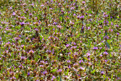 Hygrophila auriculata