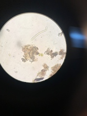Scenedesmaceae