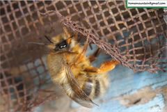 Anthophora melanognatha