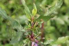 Hygrophila auriculata