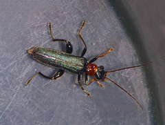 Oedemera croceicollis