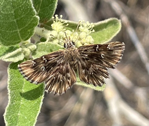 Common Streaky-Skipper photo 4