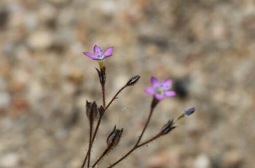 Coastal gilia (Gilia diegensis)