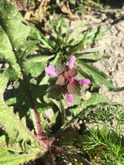Lamium purpureum