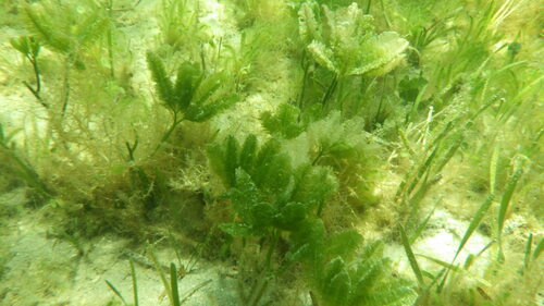 Caulerpa paspaloides observed 2024-05-23