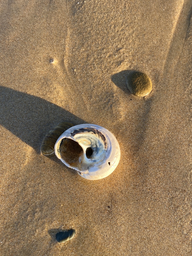 Rough turban shell from Tasman Sea, Thirroul, NSW, AU on May 29, 2024 ...