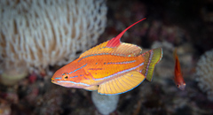Yellow-Fin Flasher-Wrasse photo 1