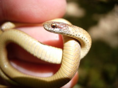 Storeria occipitomaculata obscura