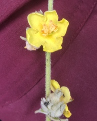 Verbascum undulatum