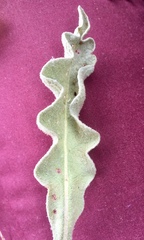 Verbascum undulatum