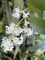 Ceanothus integerrimus var. integerrimus