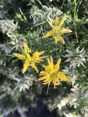 Genista hirsuta