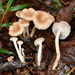 Singerocybe clitocyboides - Photo (c) Christian Schwarz, some rights reserved (CC BY-NC)
