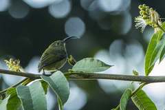 Common Sunbird-Asity photo 3