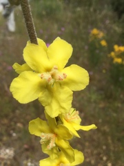 Verbascum undulatum