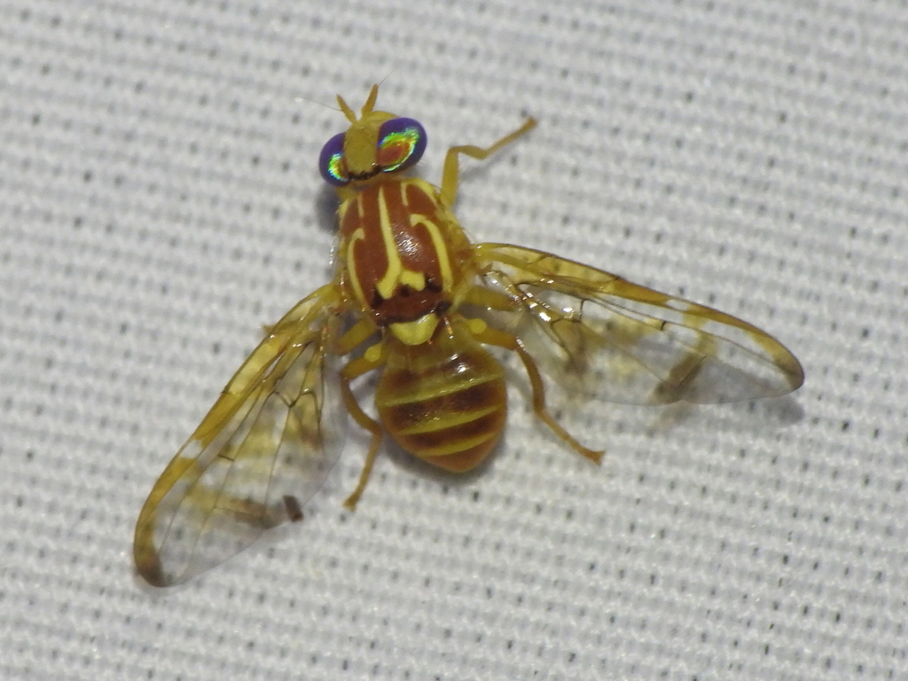 bumelia fruit fly
