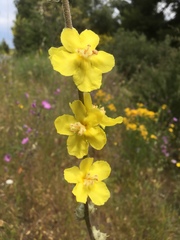 Verbascum undulatum