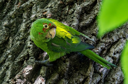 Aratinga de Guayaquil (Psittacara erythrogenys)