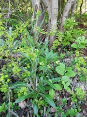 Tephroseris longifolia longifolia