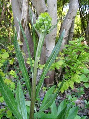 Tephroseris longifolia longifolia