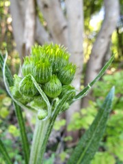Tephroseris longifolia longifolia