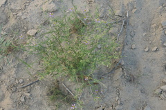 Zygophyllum indicum