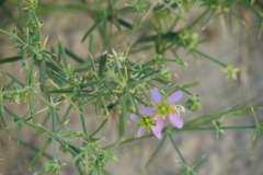 Zygophyllum indicum