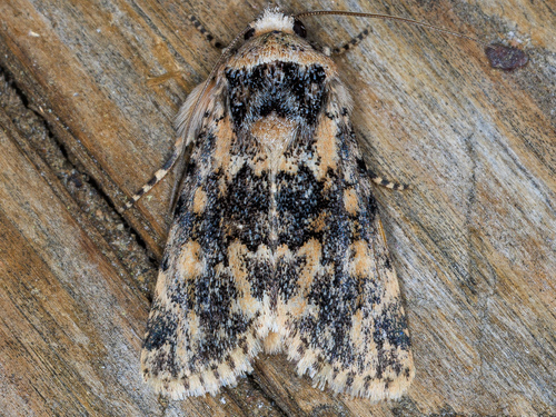 Singular Noctuid Moth