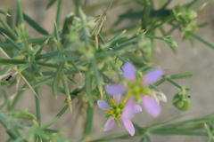 Zygophyllum indicum