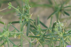 Zygophyllum indicum