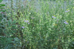 Zygophyllum indicum