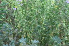Zygophyllum indicum